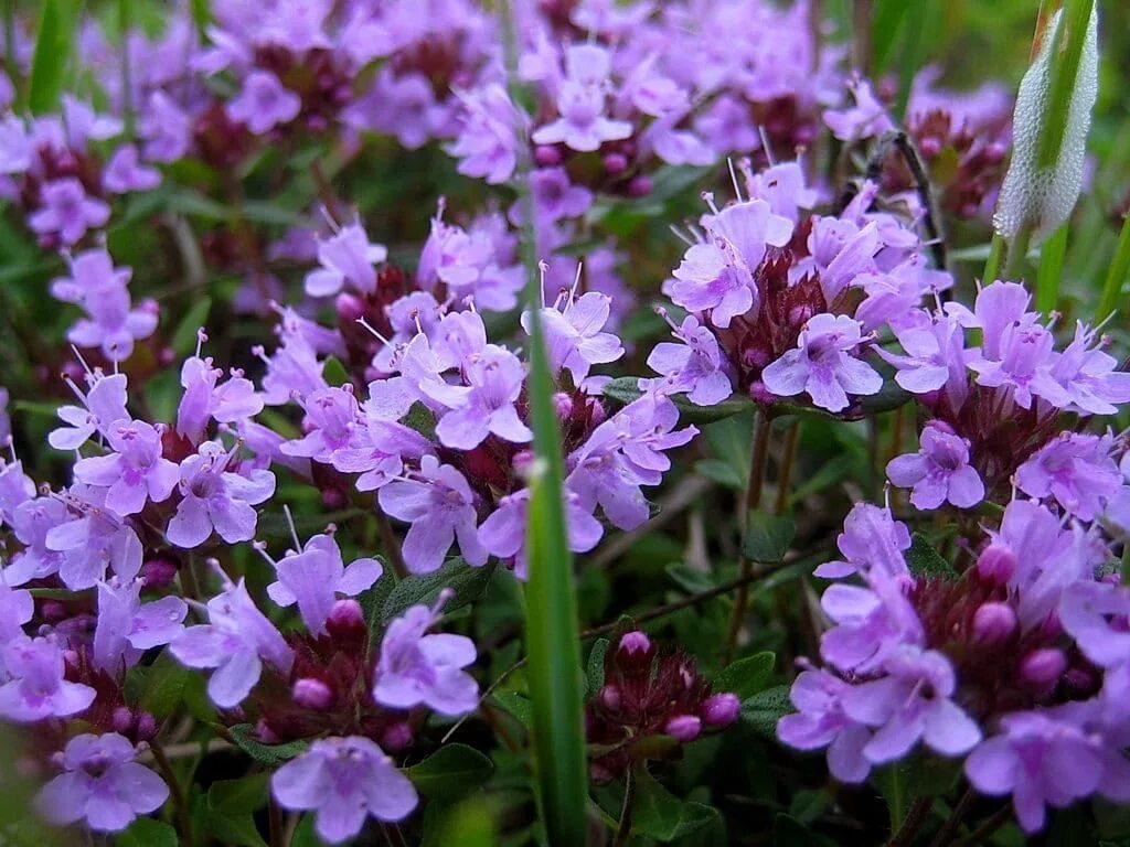 Тимьян (чабрец) ползучий (thymus serpyllum). Тимьян (thymus). Тимьян богородская трава. Тимьян богородская трава. Богородская трава богородская.