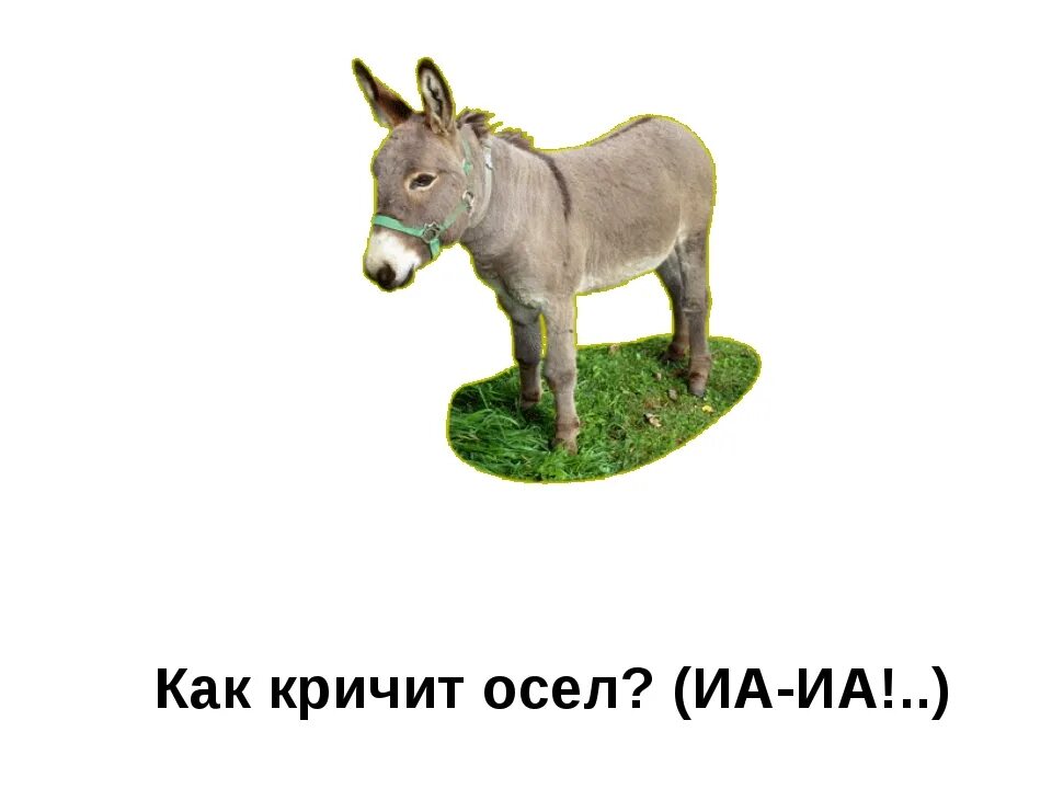Ослик 4 разбор. Ослик кричит. звук и ослик. ослик кричит иа. говорящий осел.
