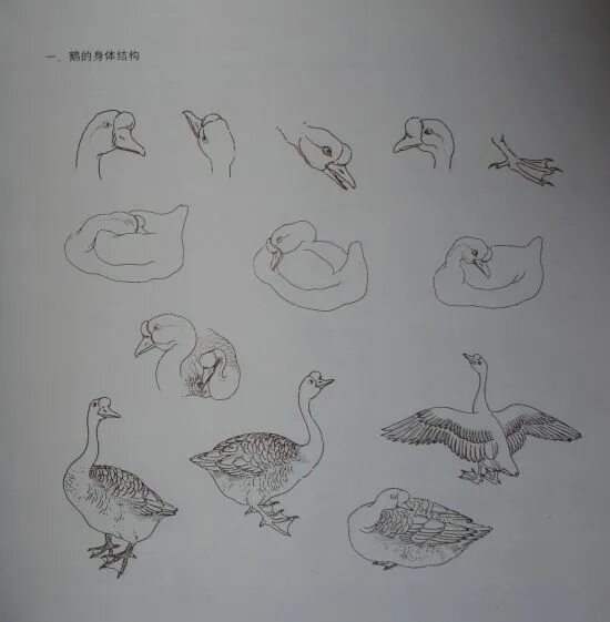 гуси для начинающих. поэтапное рисование гуся. холмогорские гуси. гусь поэтапное рисование для детей. гусь картина.