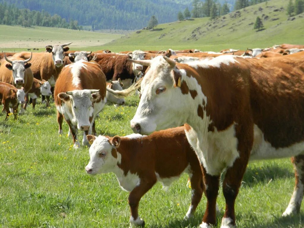 Алтайская корова купить. Казахская белоголовая порода коров. Коровы Герефорд казахская белоголовая. Казахская белоголовая порода телята. Казахская белоголовая породы крупного рогатого скота.