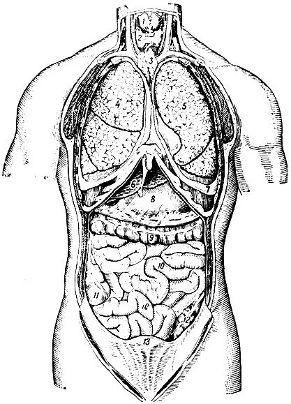 Орган отделяющий грудную полость от брюшной. Внутренние органы. Органы грудной и брюшной полости. Строение органов человека. Анатомия внутренних органов - Спланхнология.