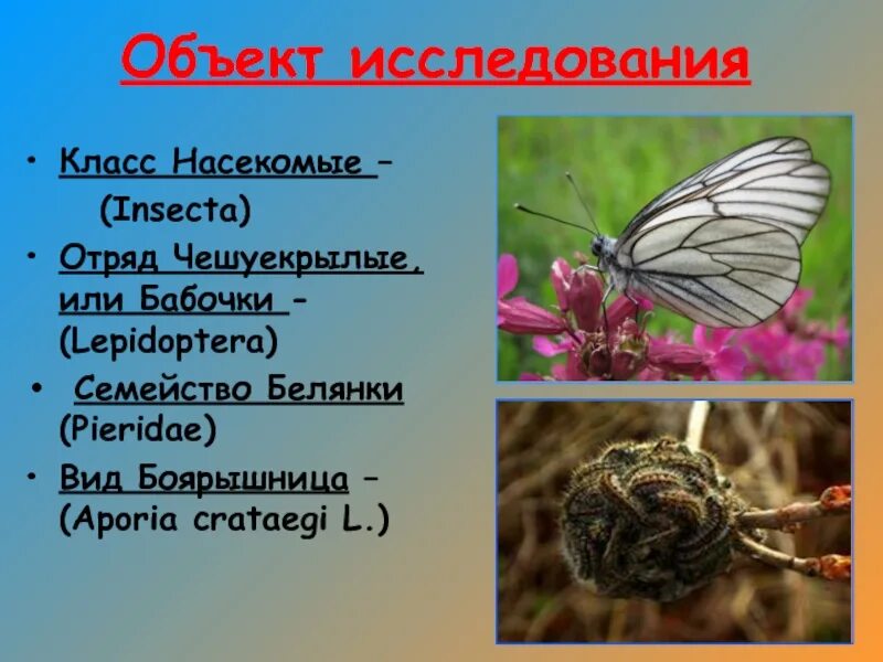 Семейство белянки боярышница. Класс насекомые бабочки. Бабочка боярышница. Боярышница биологические особенности.