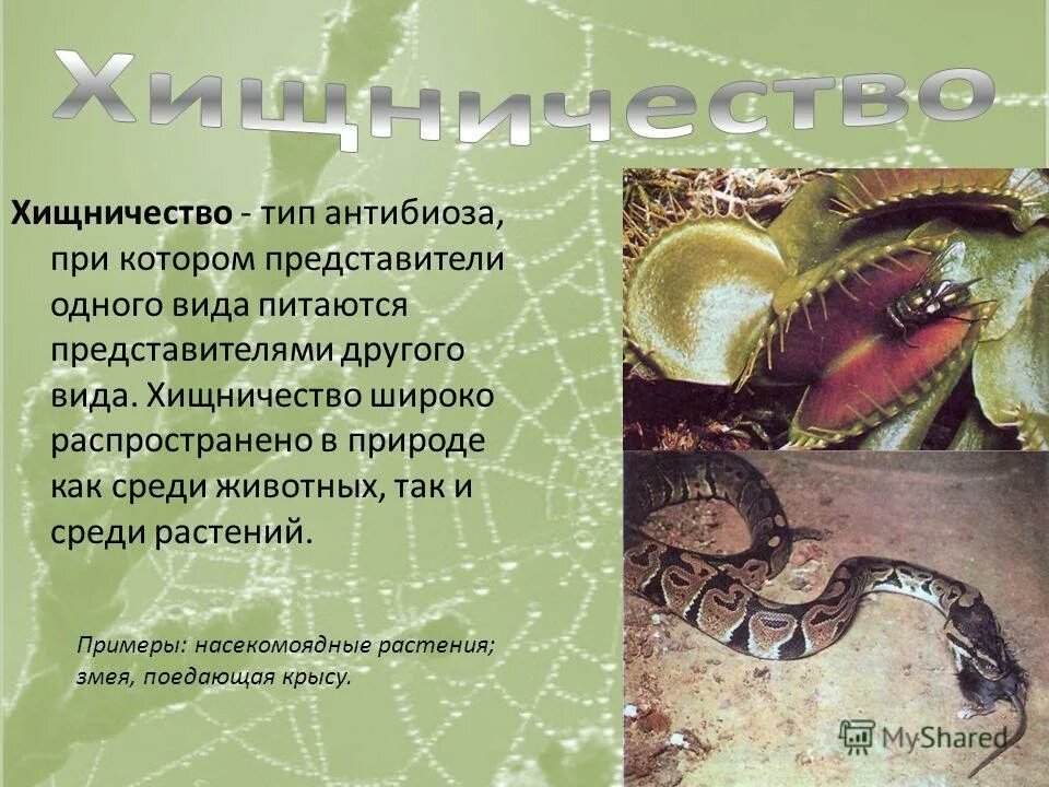 темы для презентаций хищничество. 2 хищничество. 2 хищничество. хищничество это в биологии. хищничество презентация.