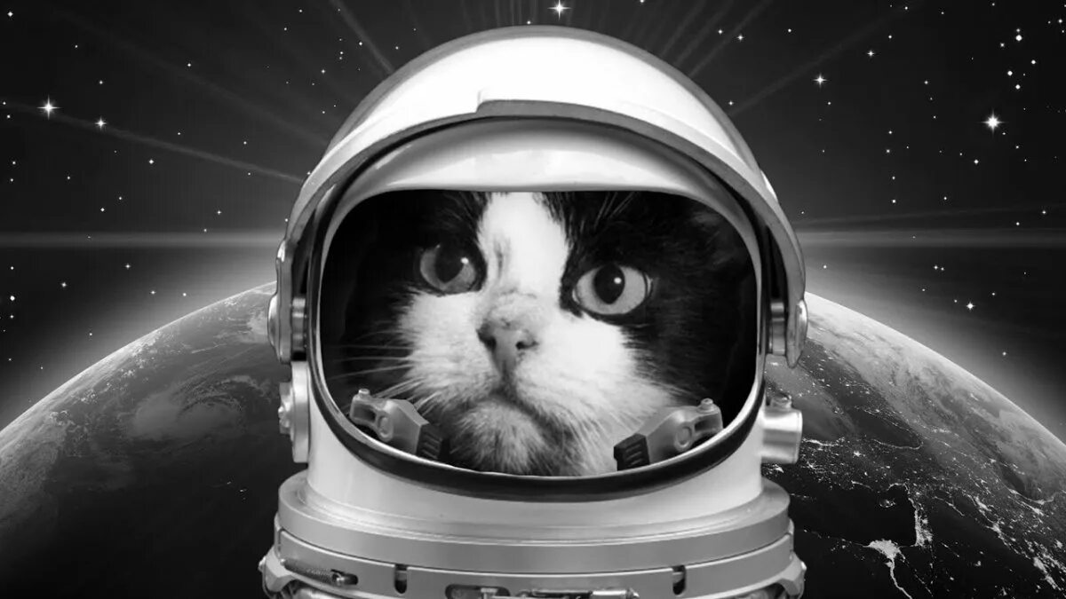 Кошка полетевшая в космос. Кошка Фелисетта в космосе. Коты летали в космос. Коты космонавты.