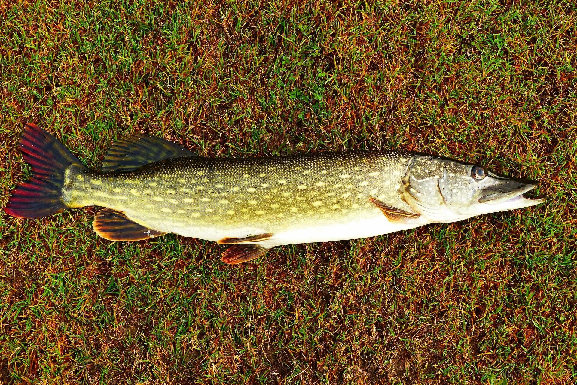 Щука Esox Lucius. Обыкновенная щука (Esox Lucius). Щука американская красноперая. Щука Енисейская.