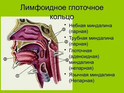 Глоточная миндалина