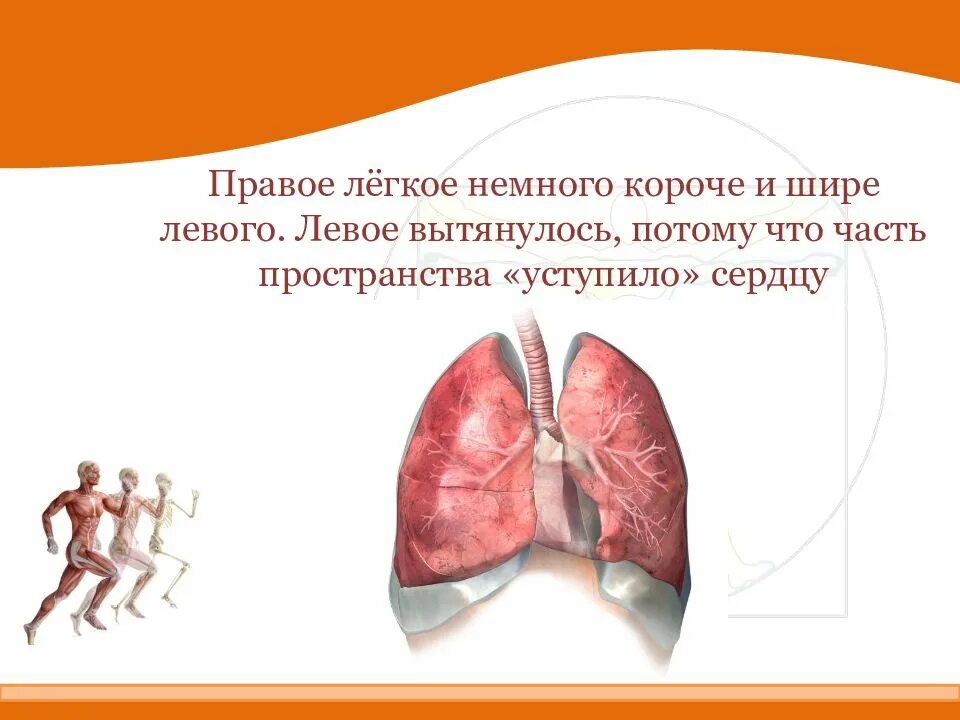 Почему левое больше правого. Легкие правое и левое. Правое легкое. Лёгкое, правое лёгкое. Легкие коротко и легко.