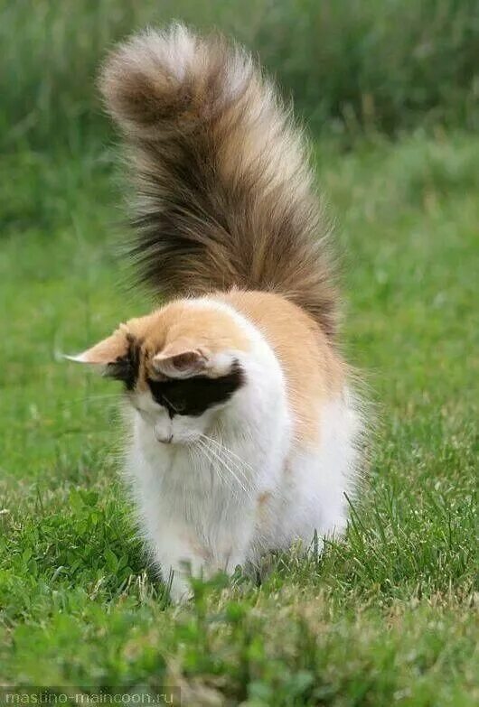 Kitty With Squirrel’s Tail Cute baby animals, Cute cats, Cute animals