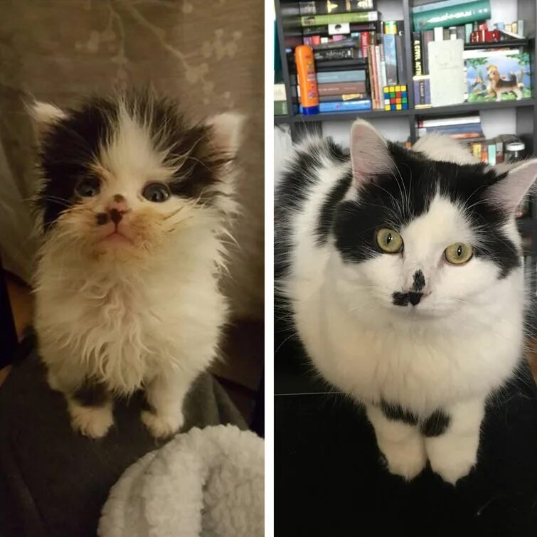 Кот после улицы. Котята до и после. подобранные котята до и после. котята до и после спасения. кошки с улицы до и после.