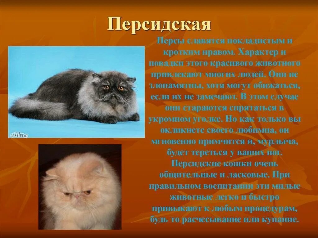 Персидский характер. Персидская кошка презентация. Характер кошки. Проект персидская кошка. Персидская кошка.