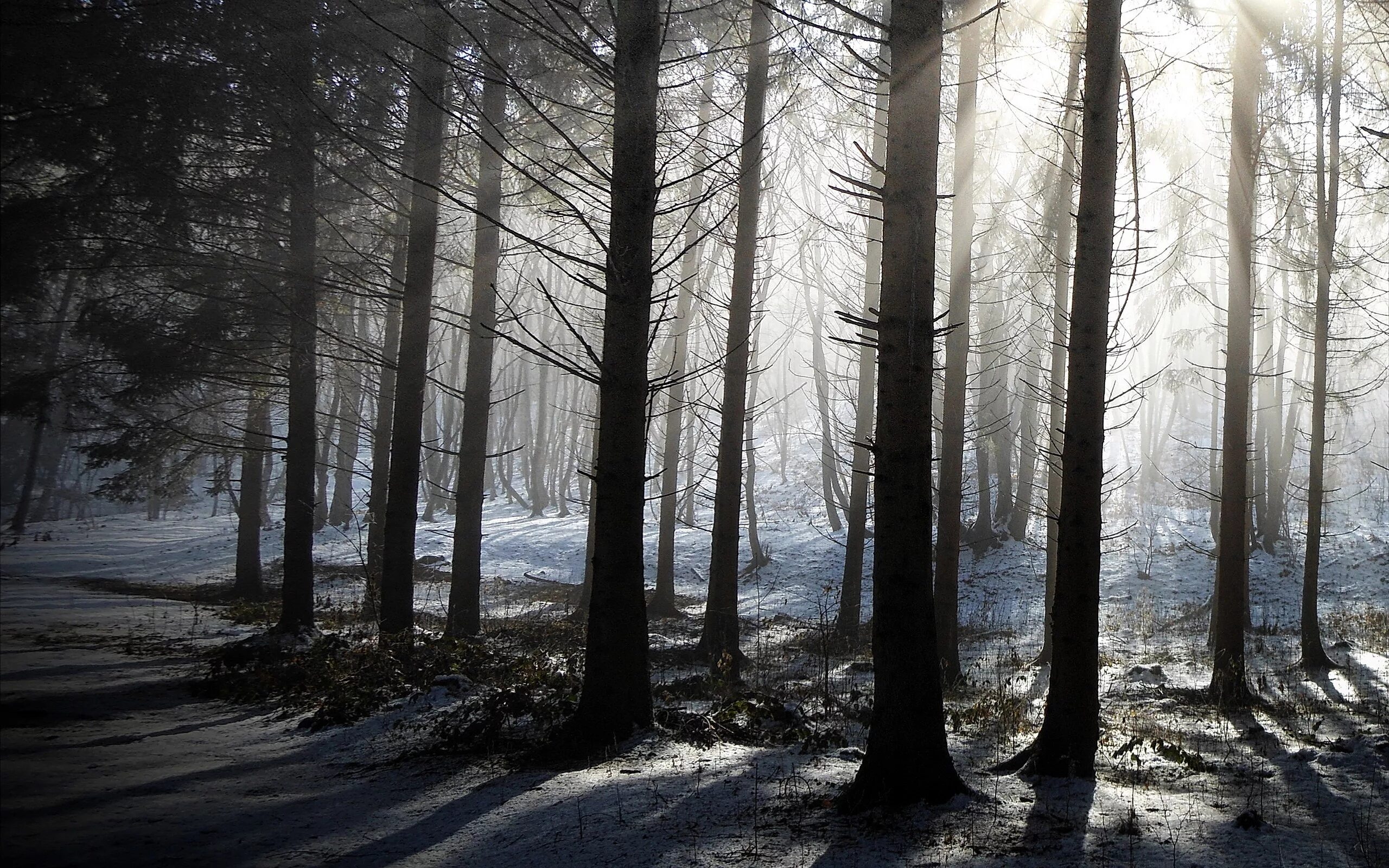 сибирская тайга бурелом. мрачный зимний лес. мрачный лес. сумрачный лес зимой. холодный лес.