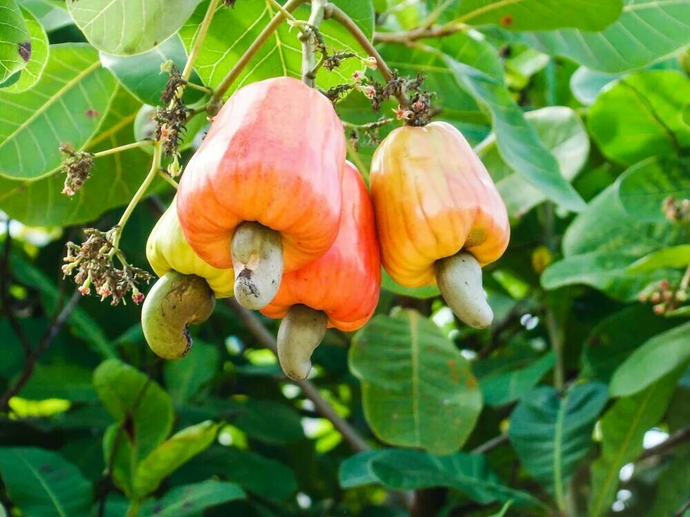 Анакардиум кешью. Где растет кешью в каких странах. Какирастет кешью. Анакардия кешью. Плод ореха кешью.