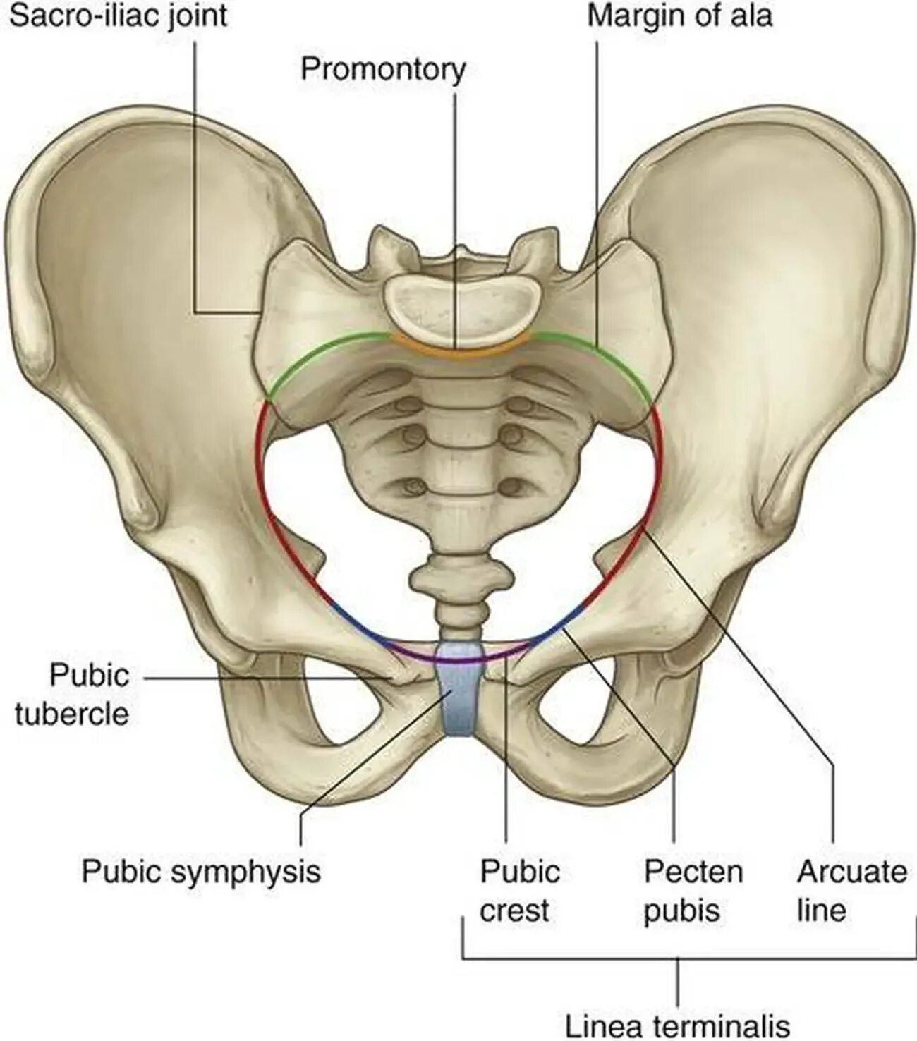 Подвздошная кость болит. Таз анатомия лонное сочленение. Symphysis pubis тазобедренного сустава. Лобковая кость симфизит. Кости таза лонная кость анатомия.