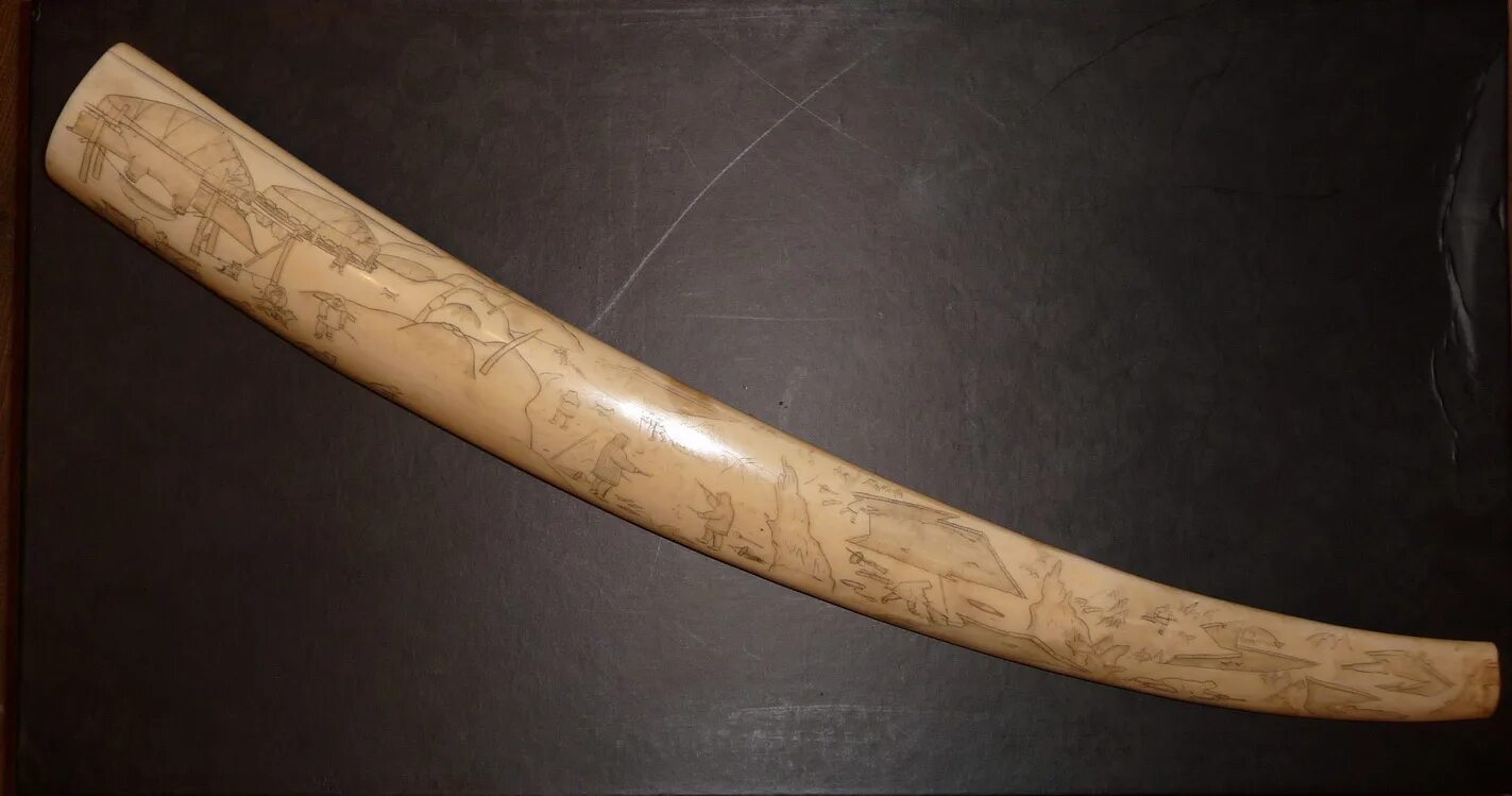 моржовая кость. клык моржа гравюра. хлебная моржовая. хлебная моржовая. кость моржа уэлен.