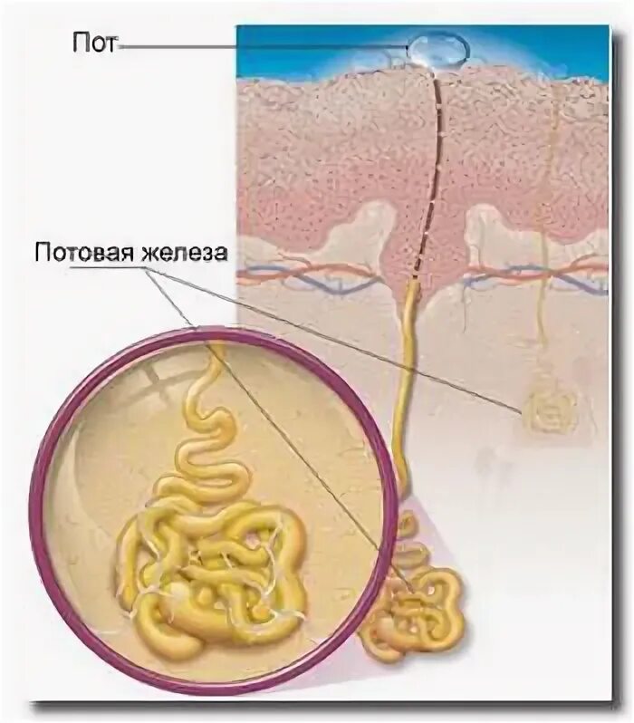 Потовые железы имеют вид. Потоювая железа. Потовые железы анатомия.
