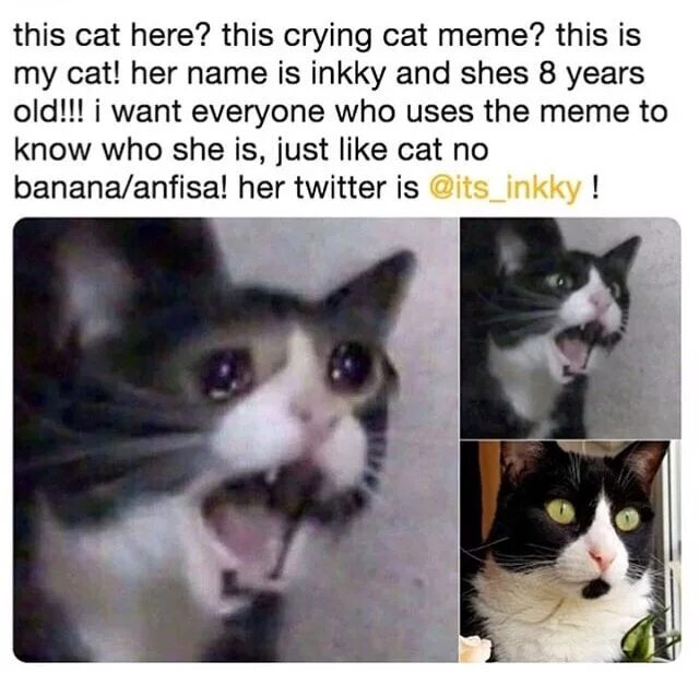It was a cat named