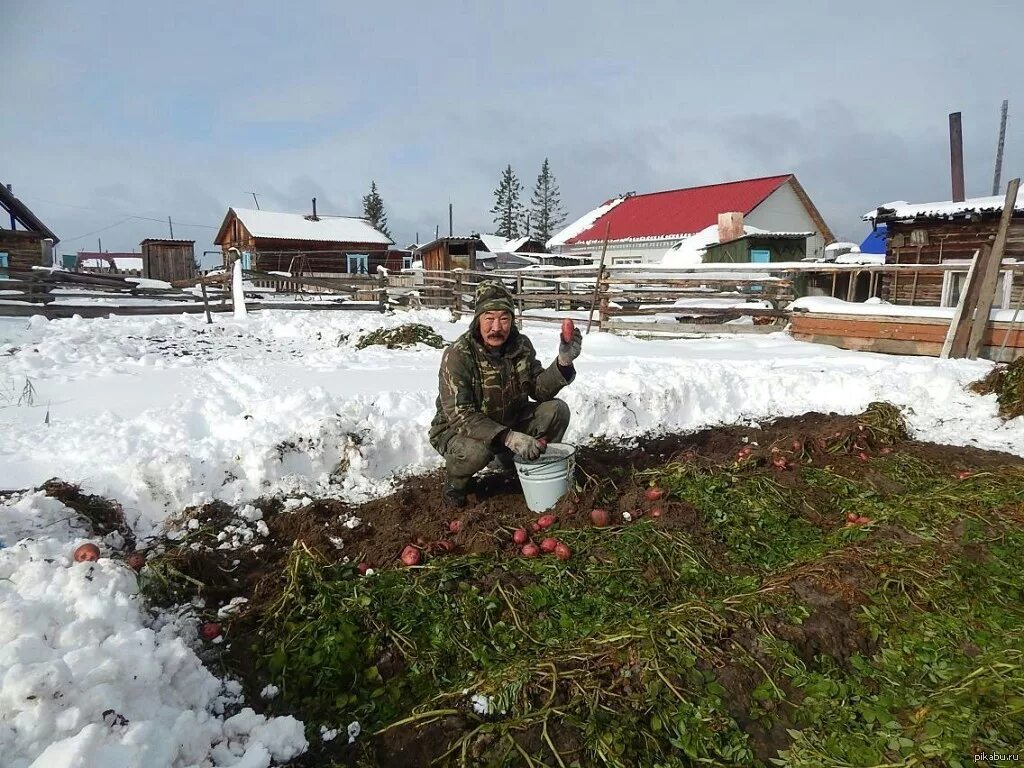 Высадка в сибири. Огород на севере. Огород зимой. Снег в огороде. Дачники зимой.