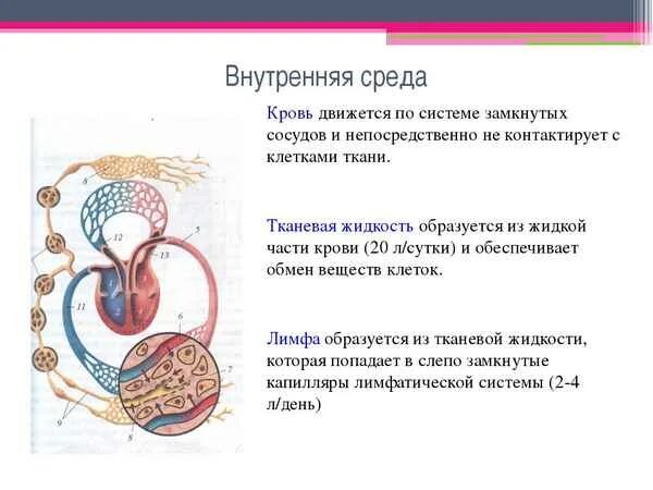 Биология 8 кровь и кровообращение. Жидкие среды организма кровь лимфа тканевая жидкость. Биология 8 класс внутренняя среда организма кровь. Внутренняя среда организма схема лимфа кровь тканевая жидкость. Внутренняя среда организма кровь тканевая жидкость.