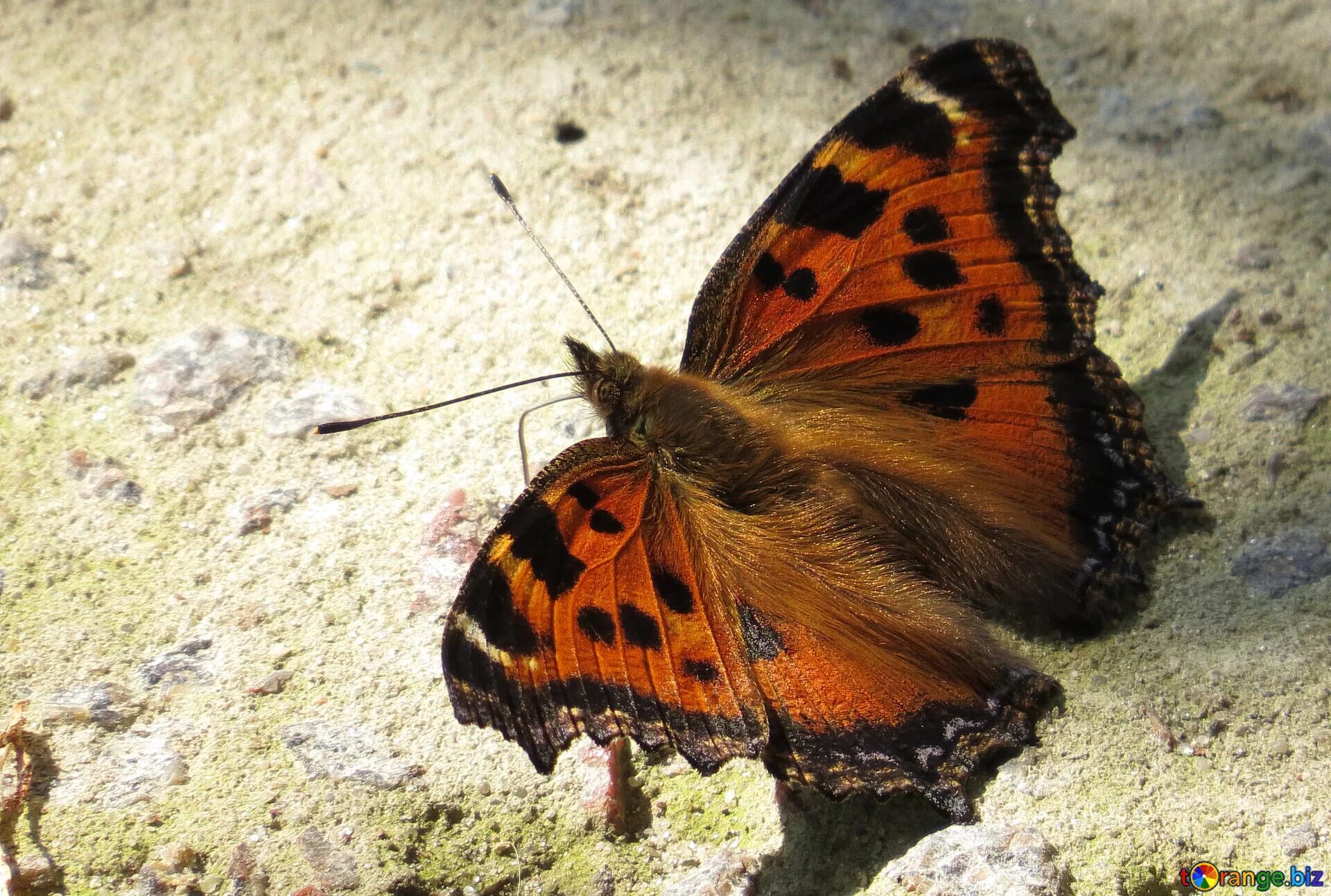 Крапивница Aglais urticae. Бабочка крапивница (Aglais urticae). Бабочка капустница лимонница крапивница. Бабочки лимонница и крапивница.