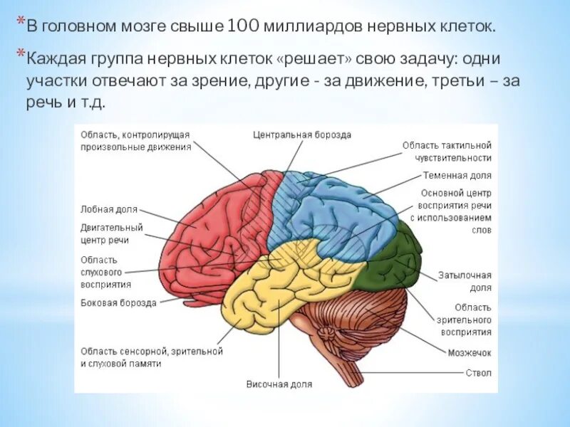 Отделы головного мозга и их функции. Кора головного мозга функции таблица. Отделы мозга и их функции. Основные отделы головного мозга и их функции. Расстройства высших мозговых функций неврология.