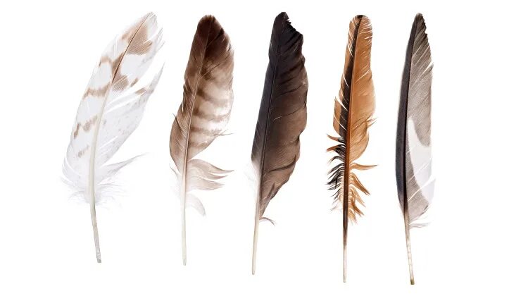 A feather перевод. A feather перевод