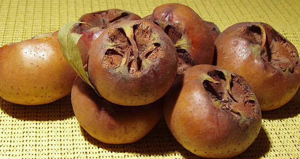 зкер армянский фрукт. хьамцаш на русском фрукт. мушмула германская косточки. мушмула азербайджанская. Zker мушмула армянские.