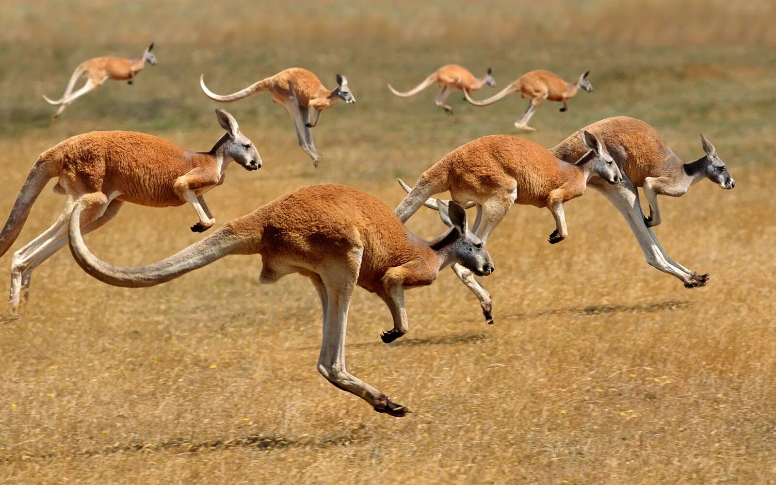 Животный мир группы. Кенгуру в Австралии. Саванна с кенгуру Австралия. Стадо кенгуру. Среда обитания кенгуру в Австралии.