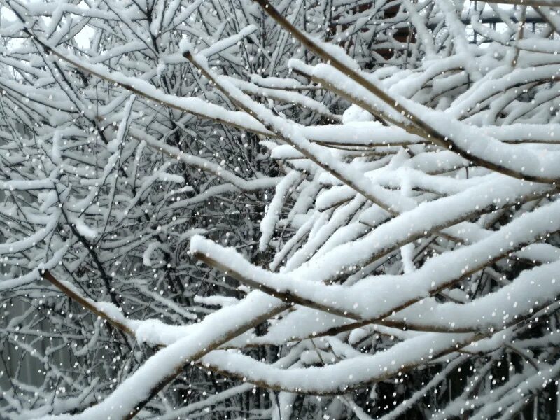 Падение снега с ветвей. Анимация ветер зимой. Ветка закачалась с нее посыпался снег. Сальвадоре падает снег