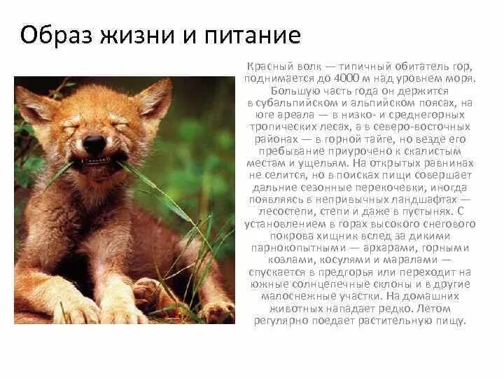 Чем питается красная