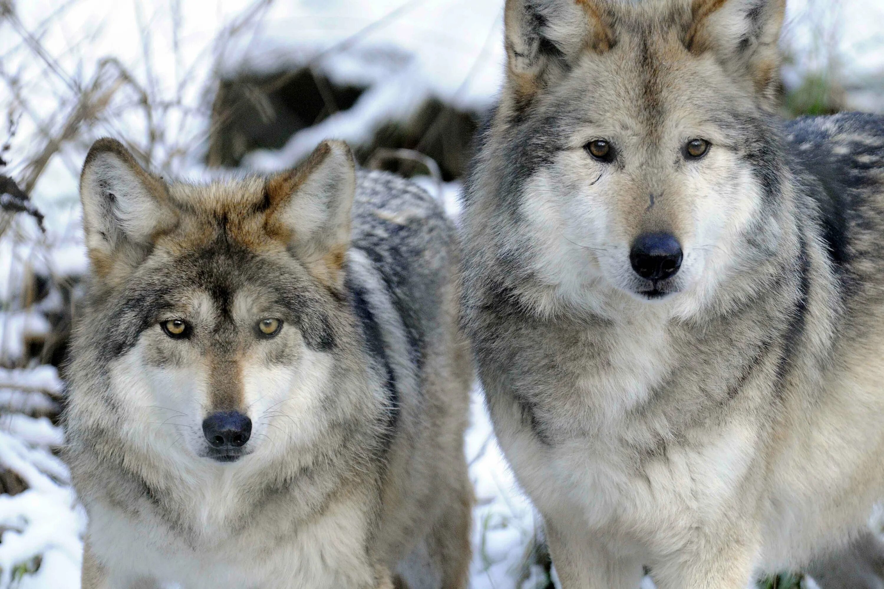 Волк в домашних условиях. Домашние волки. Волк с разными глазами. Картинки домашние волки. Домашний волк | domestic Wolf.