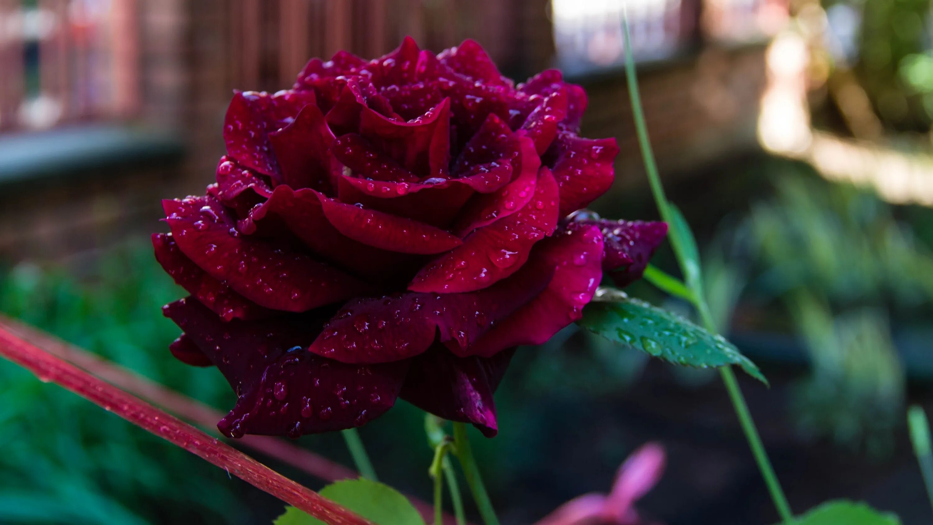 Rosy drop патчи. Rose drop. Роскошные красные розы. Красный цветок. Красивые бутоны роз.