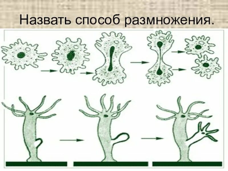 Почкование бесполое размножение. Бесполое размножение животных. Способы бесполого размножения у животных. Бесполое размножение это в биологии.