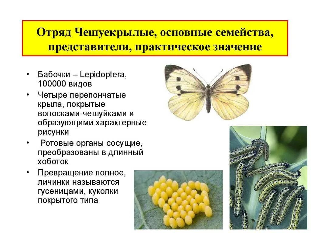 К насекомым вредителям относится. Отряд чешуекрылые или бабочки представители. Отряд чешуекрылые представители список. Отряд чешуекрылые или бабочки общая характеристика. Чешуекрылые насекомые характеристика.