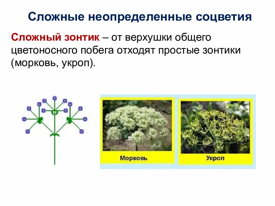 Растения с соцветием сложный зонтик. Сложный зонтик. Сложные соцветия сложный зонтик. Соцветие простой зонтик. У каких растений зонтик