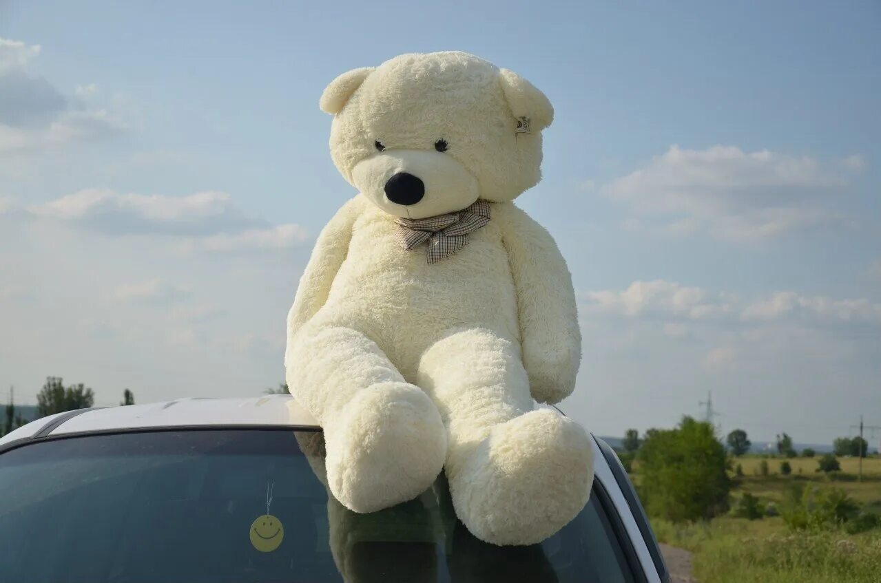 Включи мишки есть. Белый медведь игрушка. Плюшевый мишка в машине. Мишка большой и машина. Большой медведь в машине игрушка.