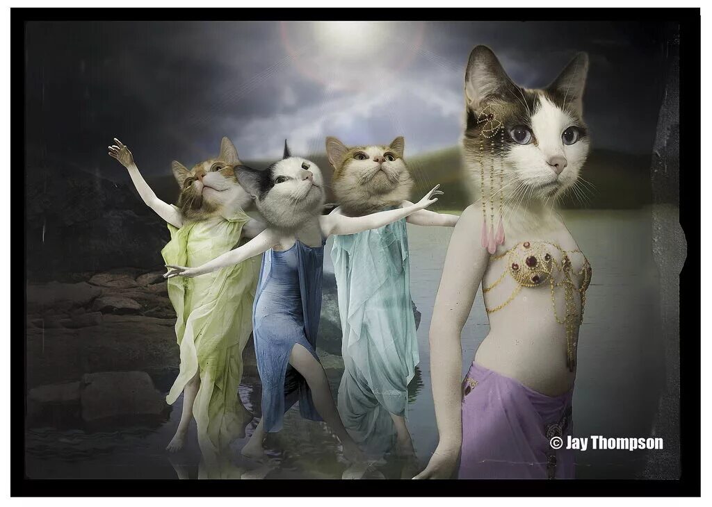 Коты хотят захватить мир. Жалкие ничтожные людишки. Котики и философия. Котики сохраненки с надписями. Кошки покоряют мир.