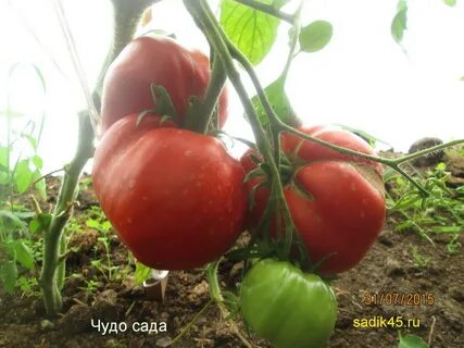 Чудеса сада отзывы