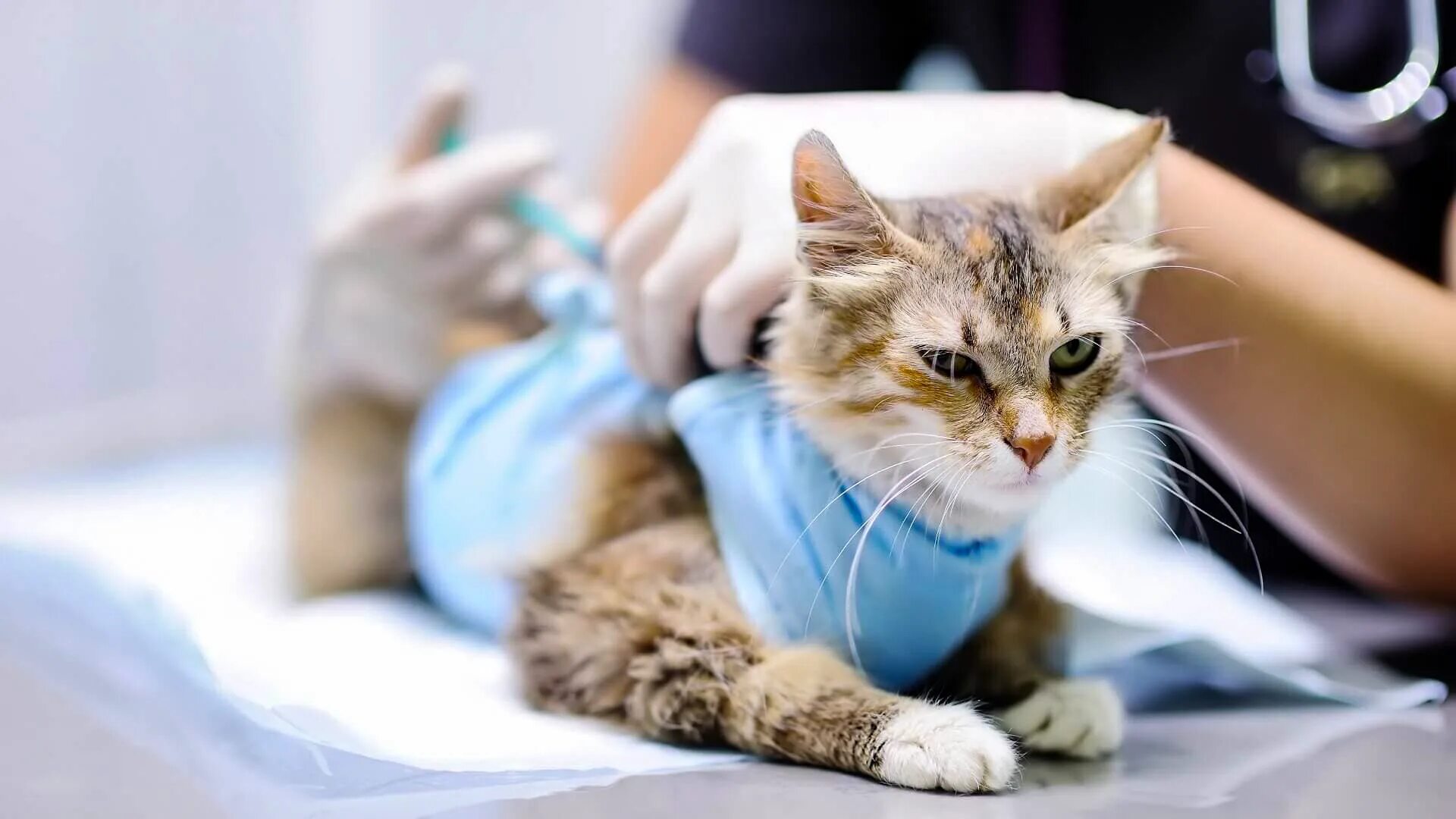 Наркоз для кошек. Интубация трахеи животных. Анестезиология животных. Стилизация кошки. Наркоз для кошек.