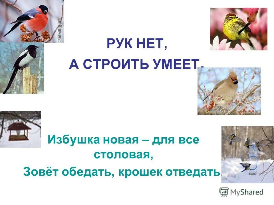 Отгадку на загадку рук нет а строить. Птицы на чувашском языке. Загадки про птиц. Загадки про птиц с ответами. Рук нет а строить умеет.