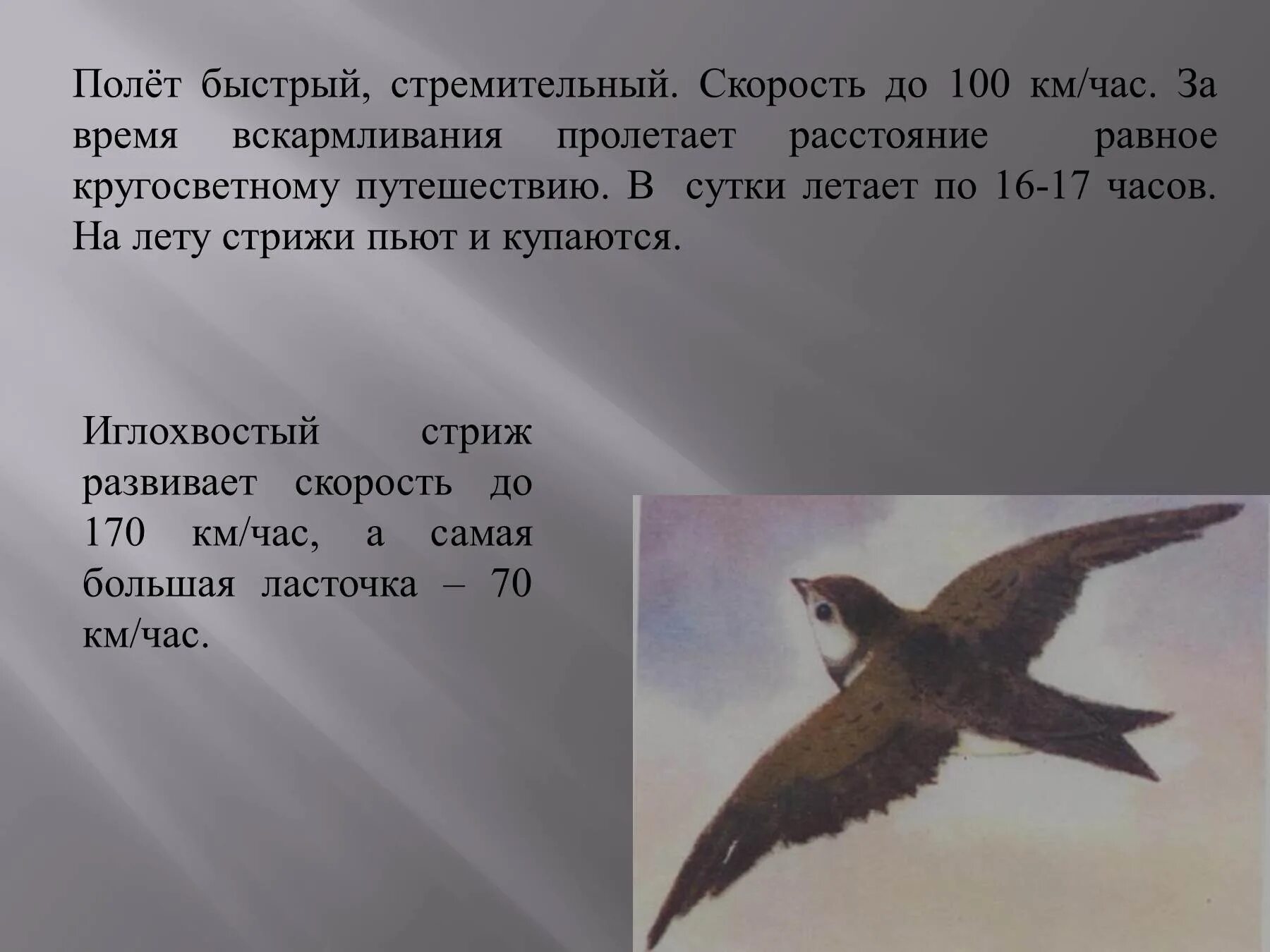 Как автор относится к природе стрижонок скрип. Астафьев в. "Стрижонок скрип". Литературное чтение 4 класс Стрижонок скрип в.Астафьев. Чтение 4 класс Стрижонок скрип. Рассказ Стрижонок Стриж.