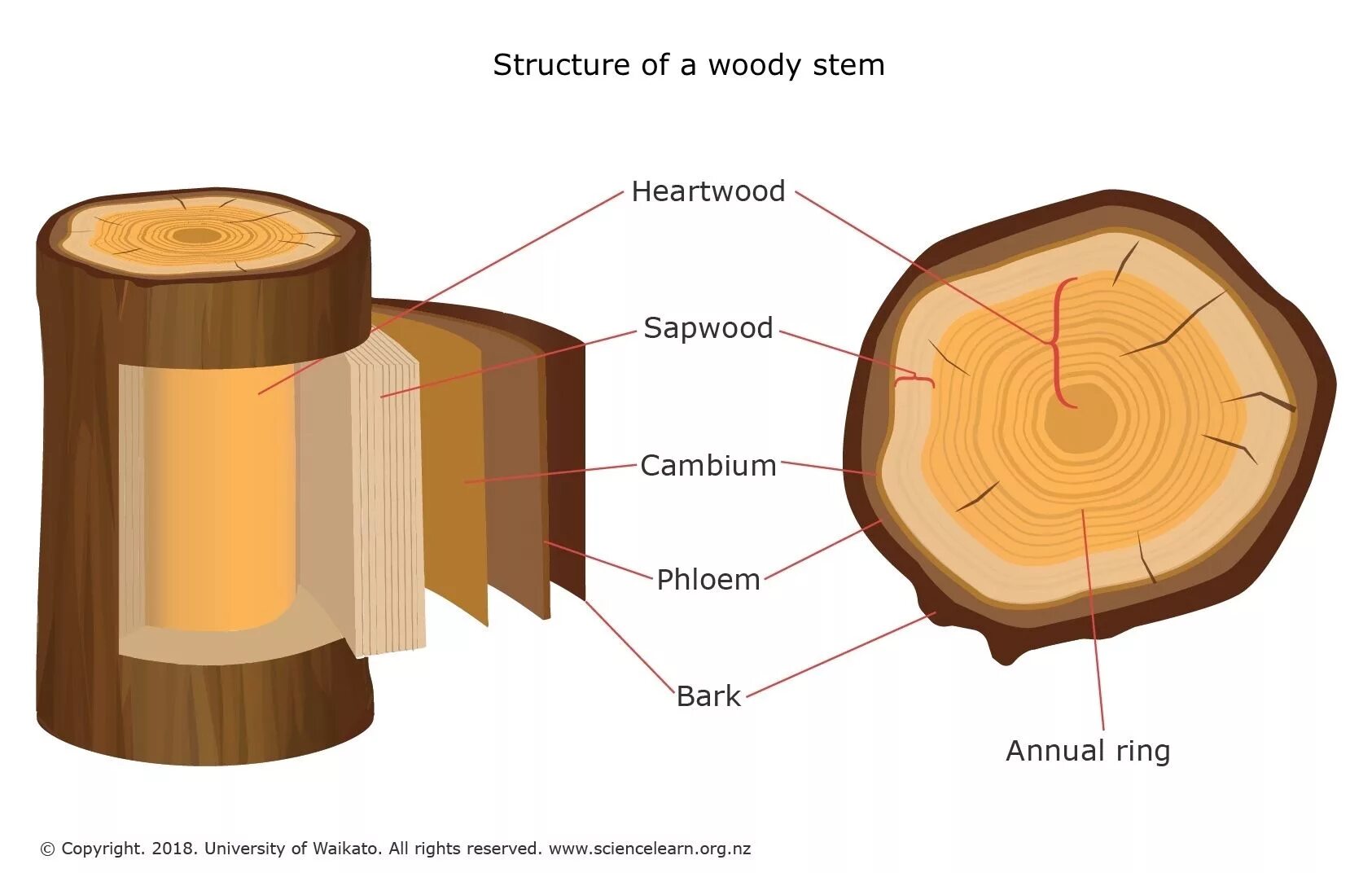 Internal structure. Ксилема древесина. Луб и древесина. The Internal structure of the Plant Stem. Лигнин в древесине.