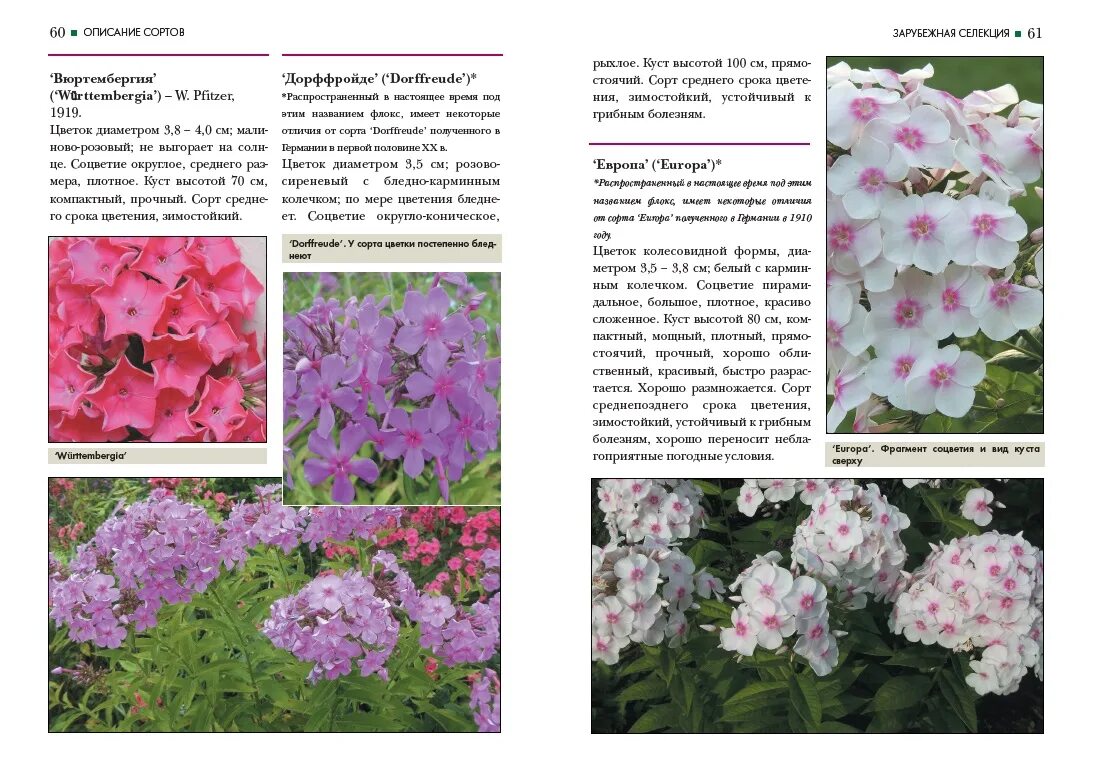 Размножение ростовыми побегами флокс румяный описание сорта. Флоксы презентация. Информация о флоксах краткое. Удобрение для флоксов. Флоксы размножение семенами.