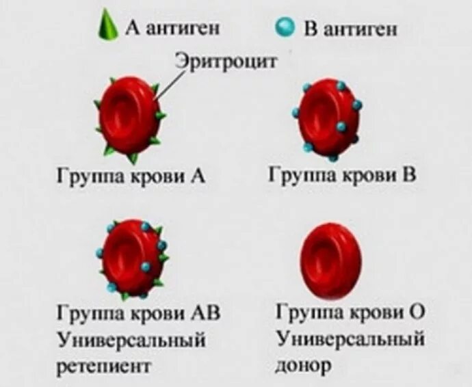 Чем отличается положительная группа. В чем разница групп крови. антигены эритроцитов 1 группы крови. антигены и антитела 2 группы крови. антигены эритроцитов 2 группы крови.