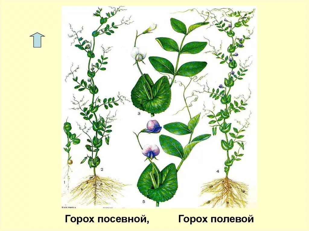 Какой стебель у бобовых