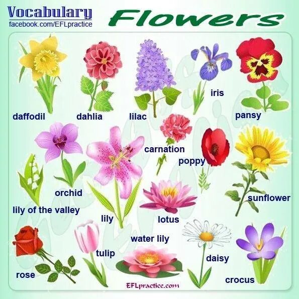 Цветы названия. Цветы названия на английском. Название цветочков. Названия цветов растений.