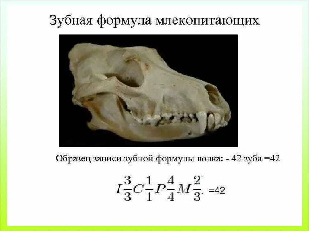 Формула зубов хищных млекопитающих. Зубная формула волка. Зубы млекопитающих и зубная формула. Зубные формулы отрядов млекопитающих. Почему зубы млекопитающих отличаются