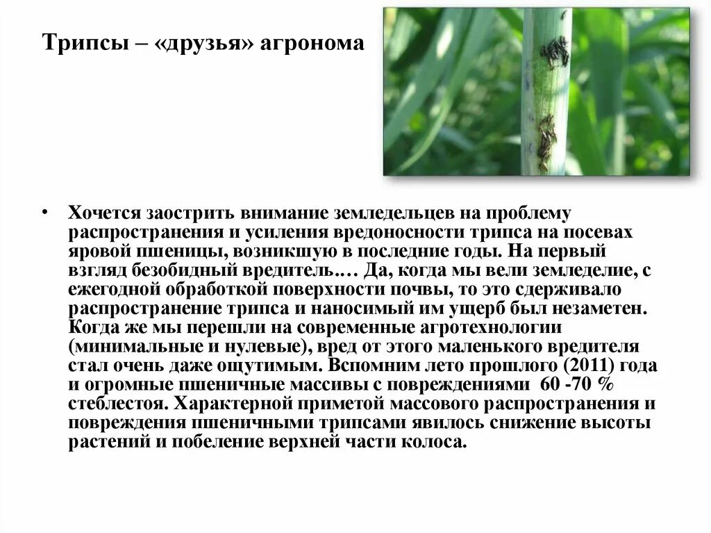 Какой тип повреждения вызывает капустная. Трипс вредитель зерновых. злаковые трипсы. трипсы описание вредителя. повреждения пшеницы трипсами.