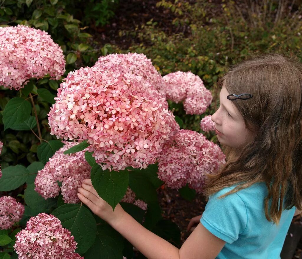 Invincibelle Spirit ® II Smooth Hydrangea Smooth hydrangea, Hydrangea arborescen
