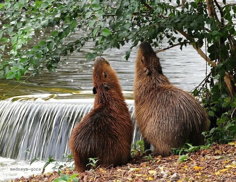 Капибара вязьма. Капибара в речке. капибара под дождем. capybara в реке. капибара плавает в реке.