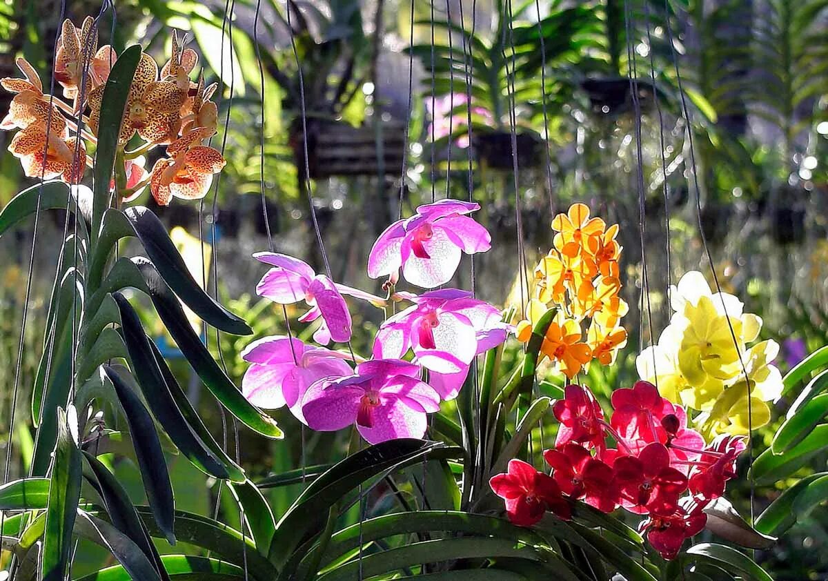 Тропическая орхидея